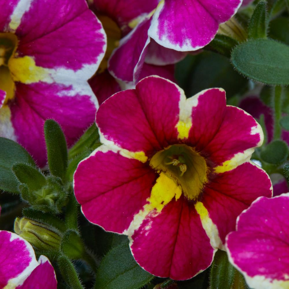 Lowe's NURSERY annuals - View #14