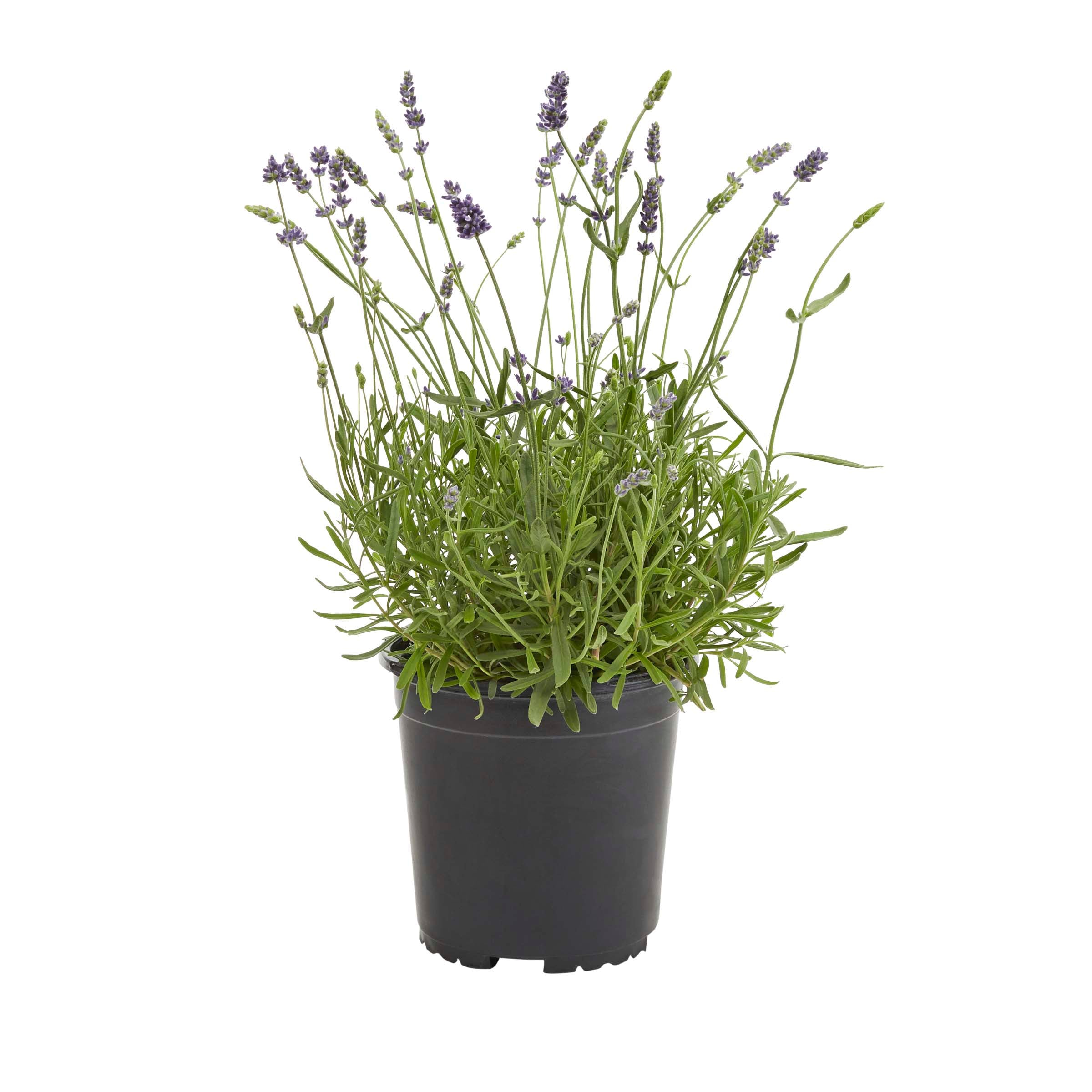 Lowe's 131535 perennials - View #2