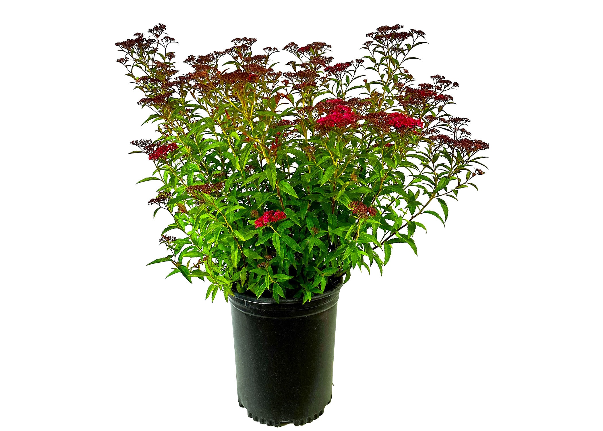 Dart's Red Spirea Plants, Bulbs & Seeds At Lowes.com