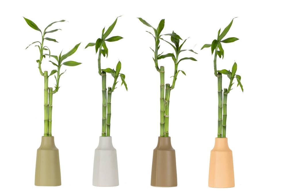 LiveTrends CEUNIFFAXX006 Bamboo - Unify House plant in 1 Pack Planter 1 -Pack