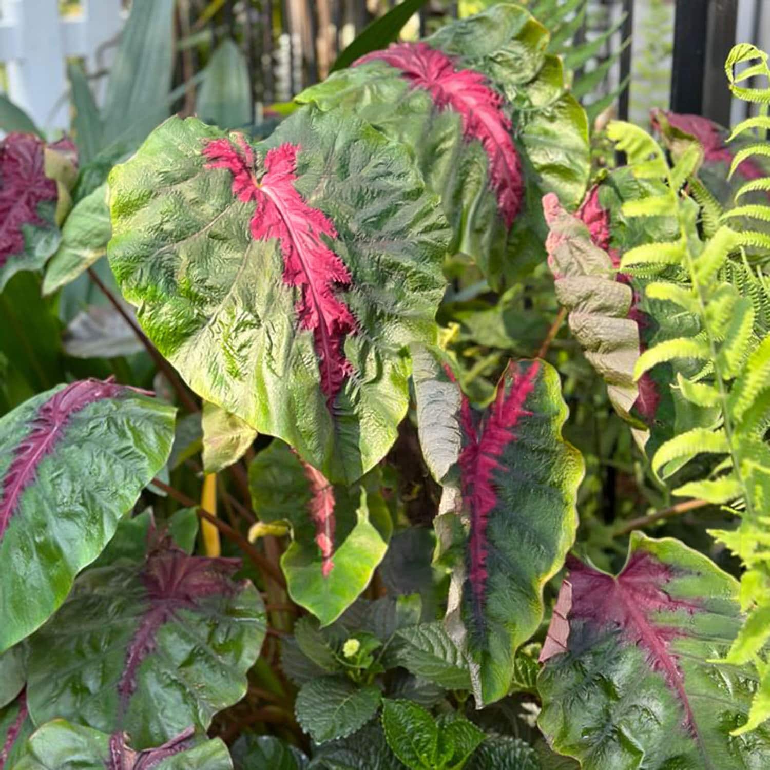 Garden State Bulb ECS-221-01-01 Multicolor Colocasia Madeira Star Elephant Ear Bulbs 1 Count