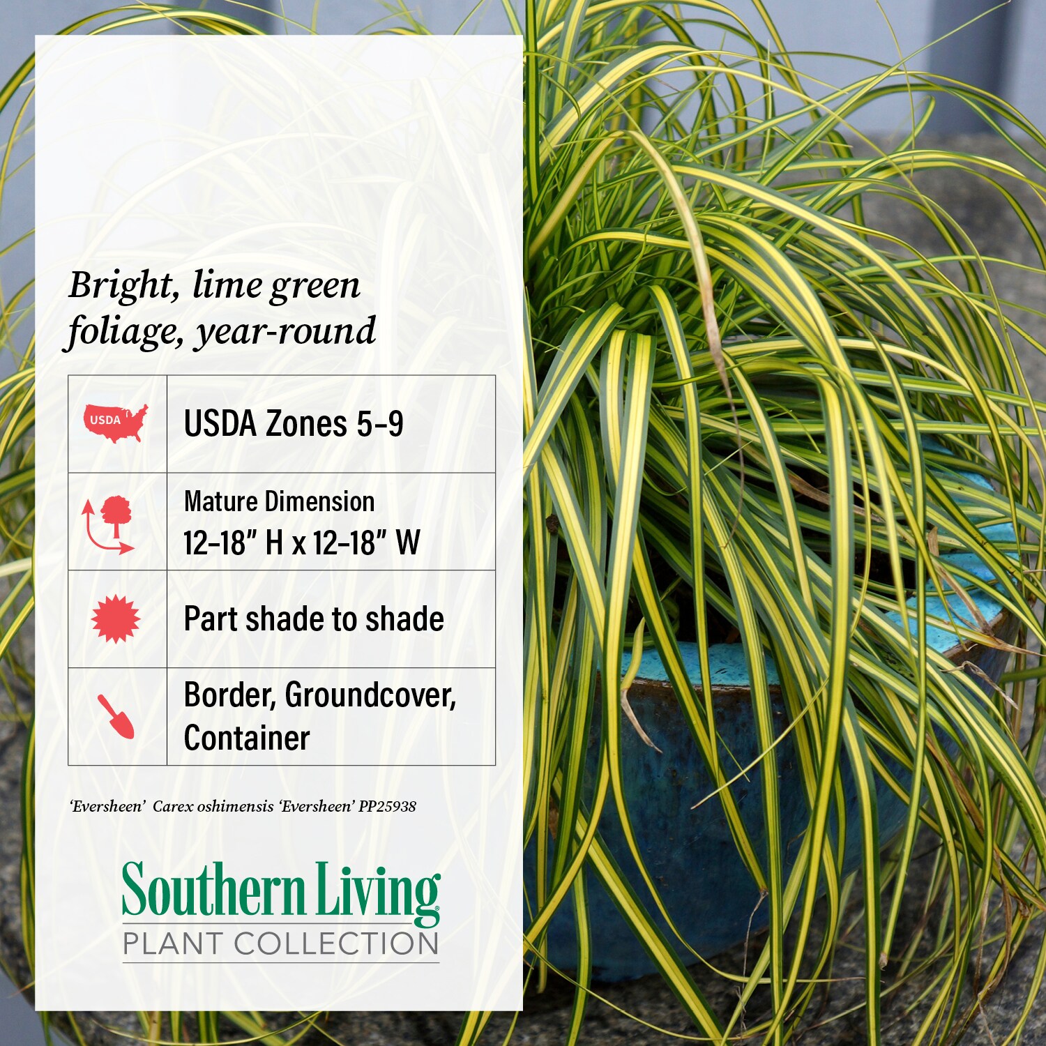 Southern Living Plant Collection 0730Q-1 Ornamental-Grasses - View #8