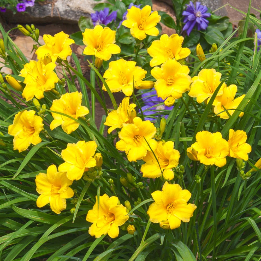 Spring Hill Nurseries 80570 perennials - View #4
