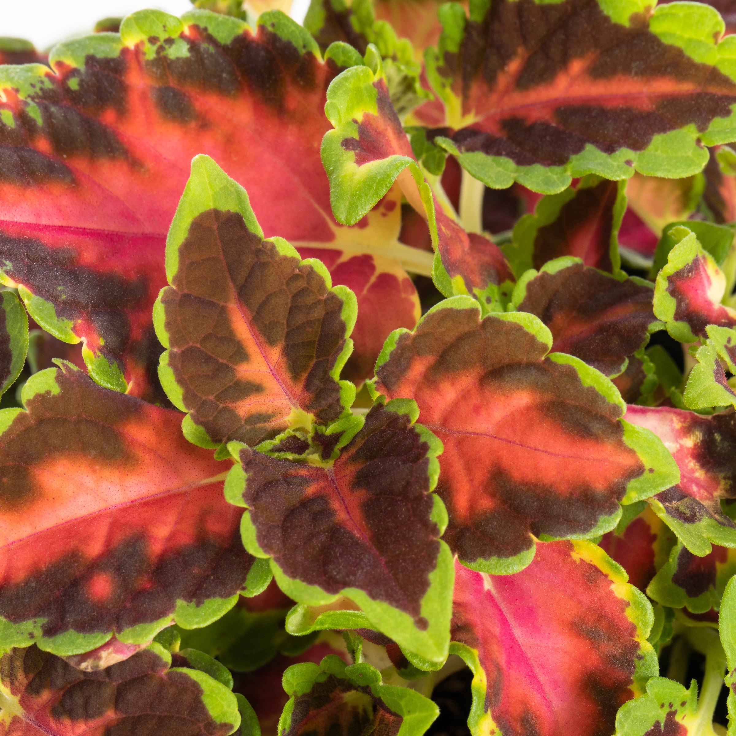 Monrovia Multicolor Coleus in 1-Pint Pot in the Annuals department at ...