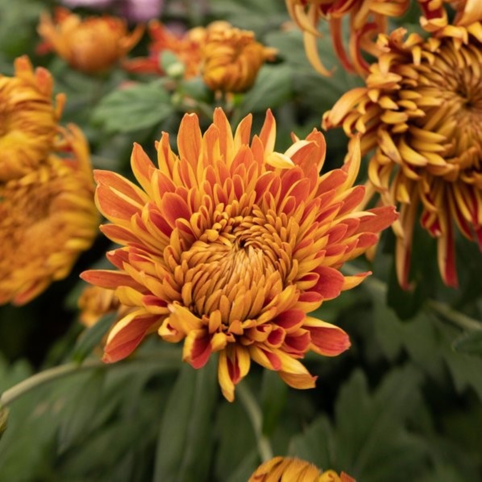 Lowe's NURSERY annuals - View #3