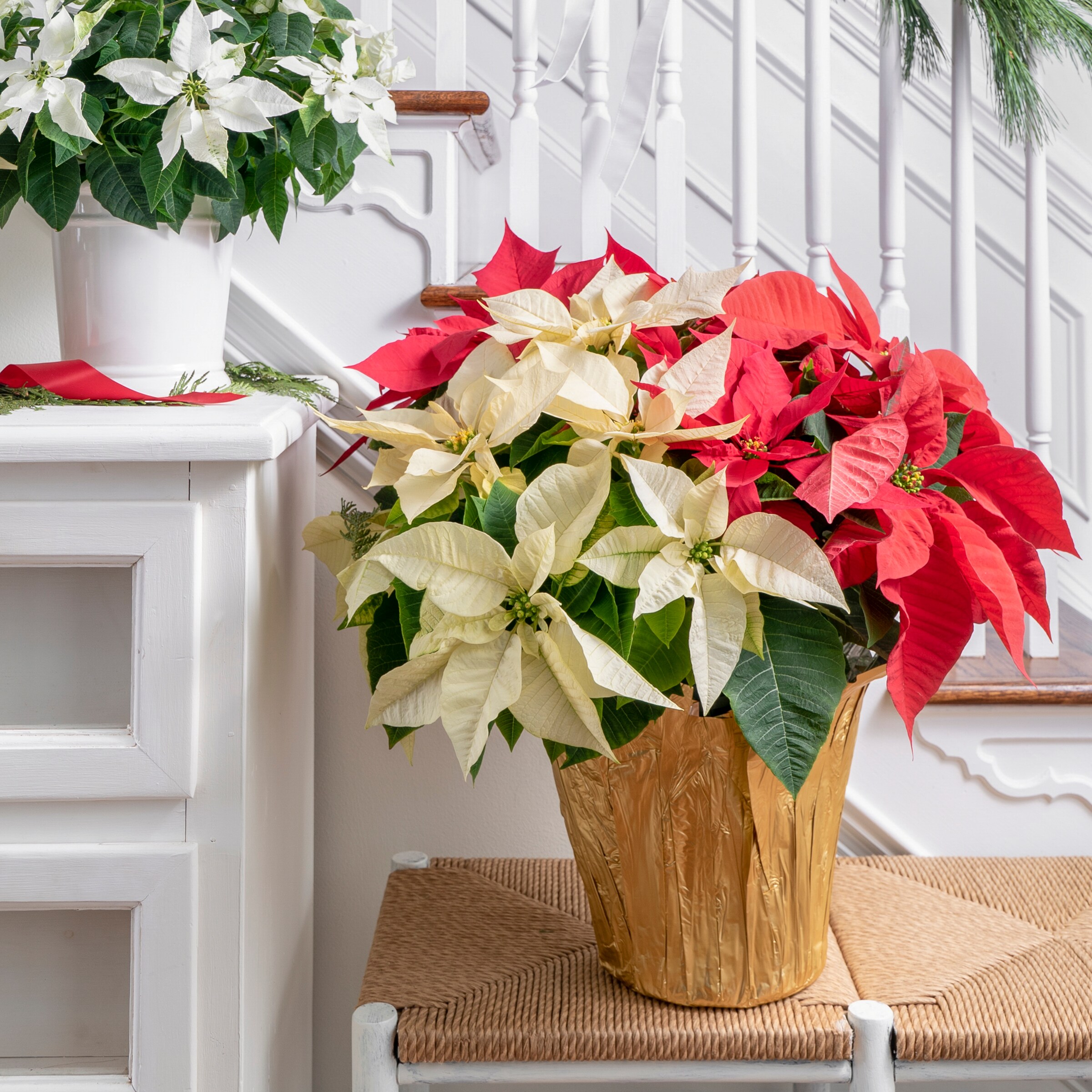 Holiday Living 5460144 Fresh-Christmas-Plants - View #3