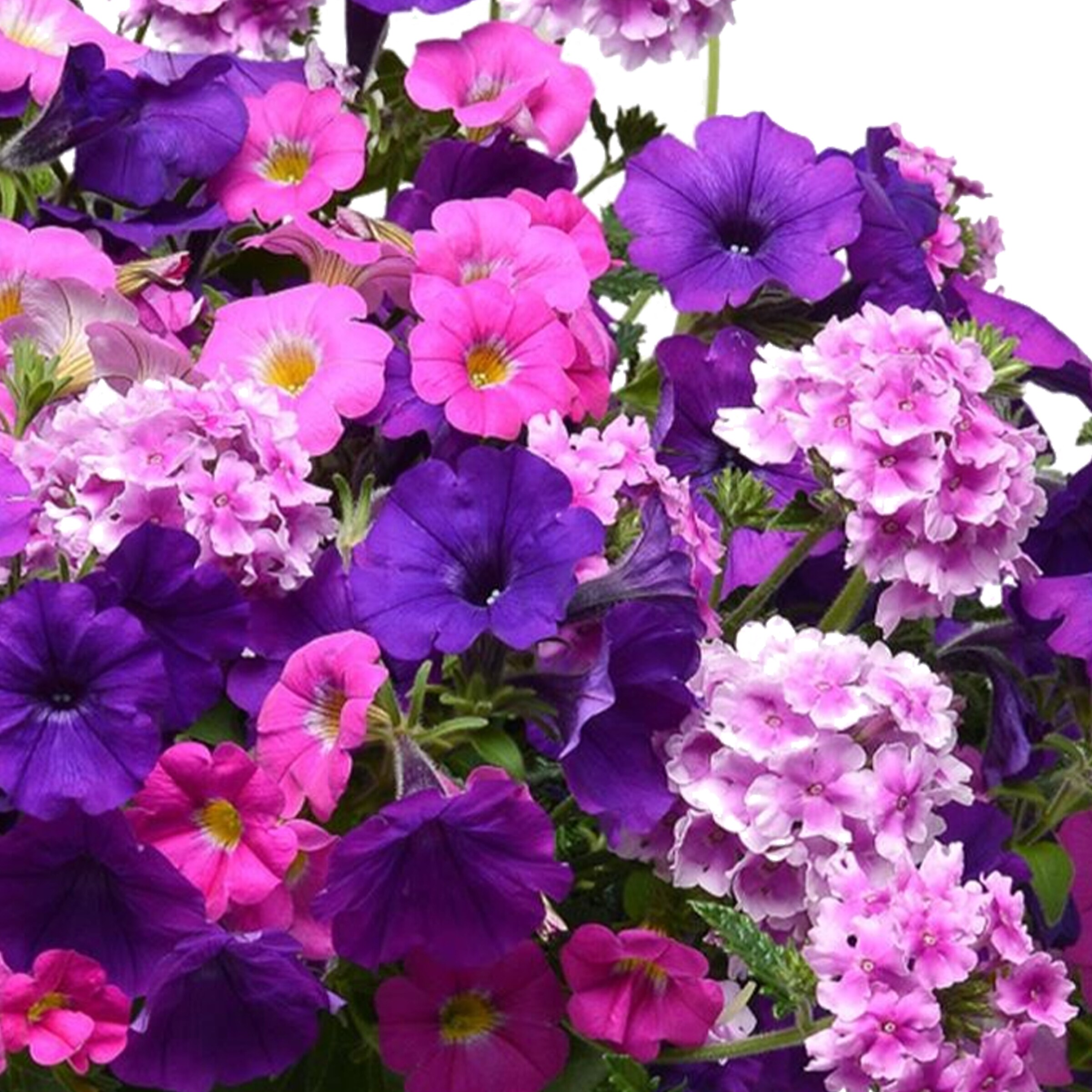 Lowe's NURSERY annuals - View #2