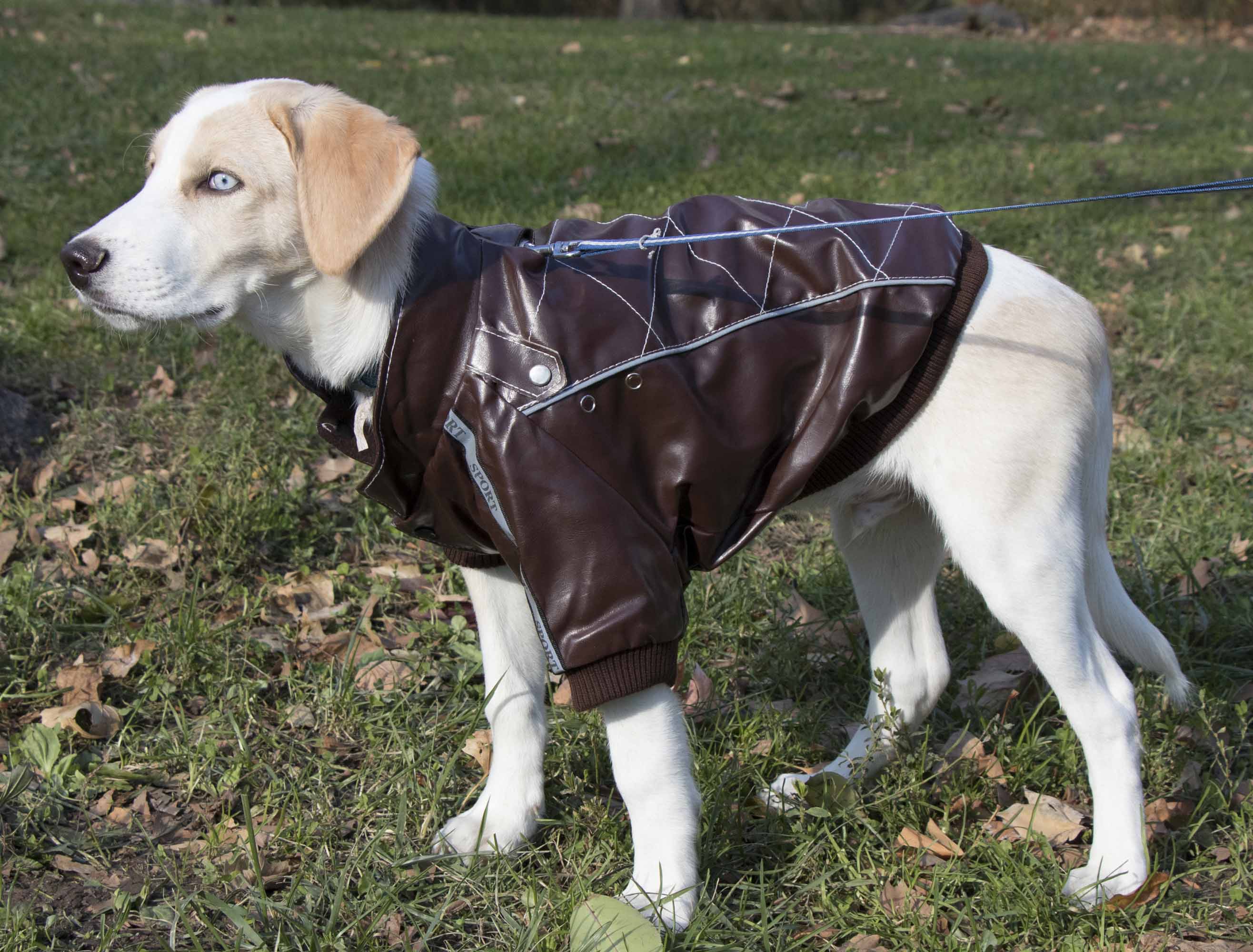 Pet Life 28BKMD Dog-Apparel - View #6