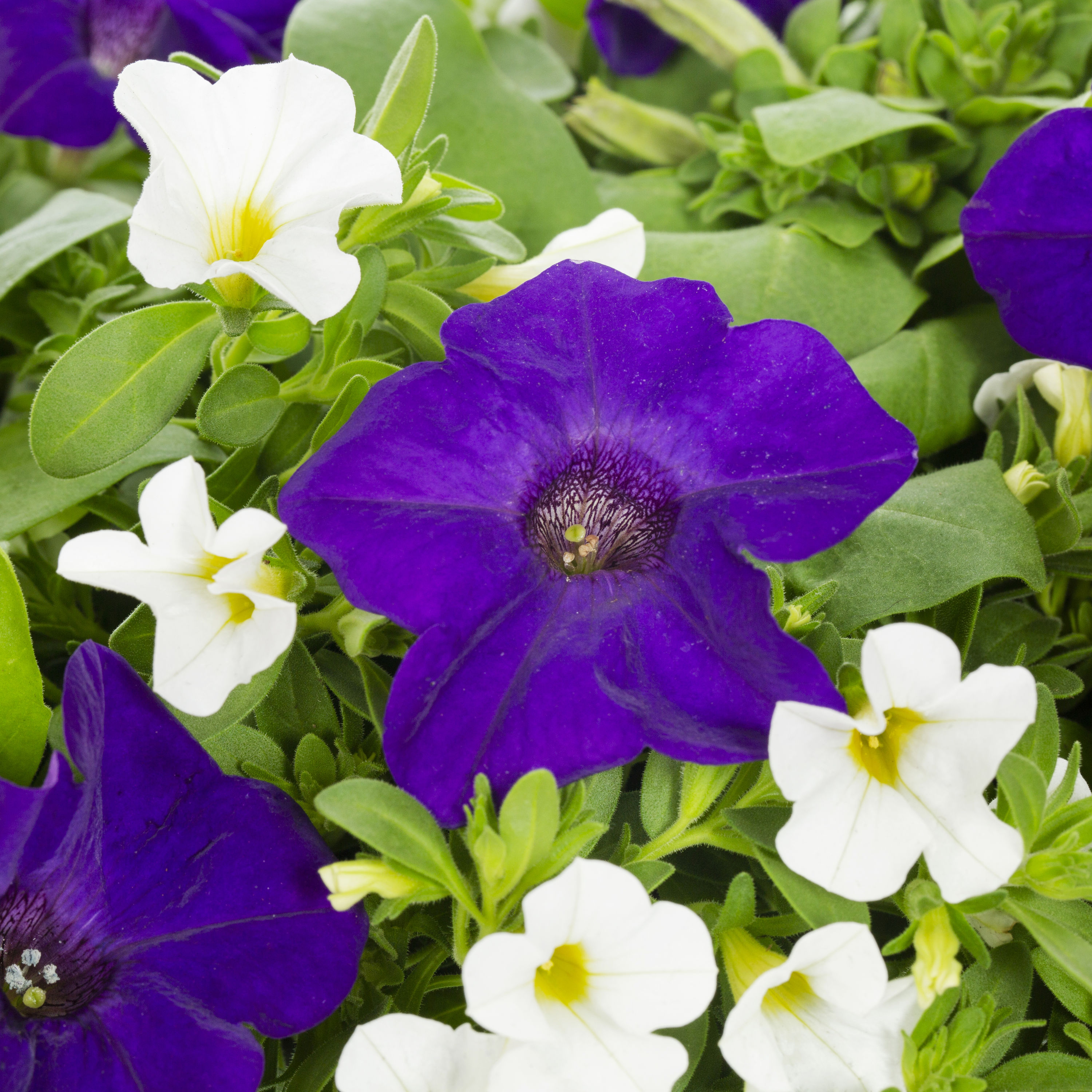 Ready Refill NURSERY annuals - View #2