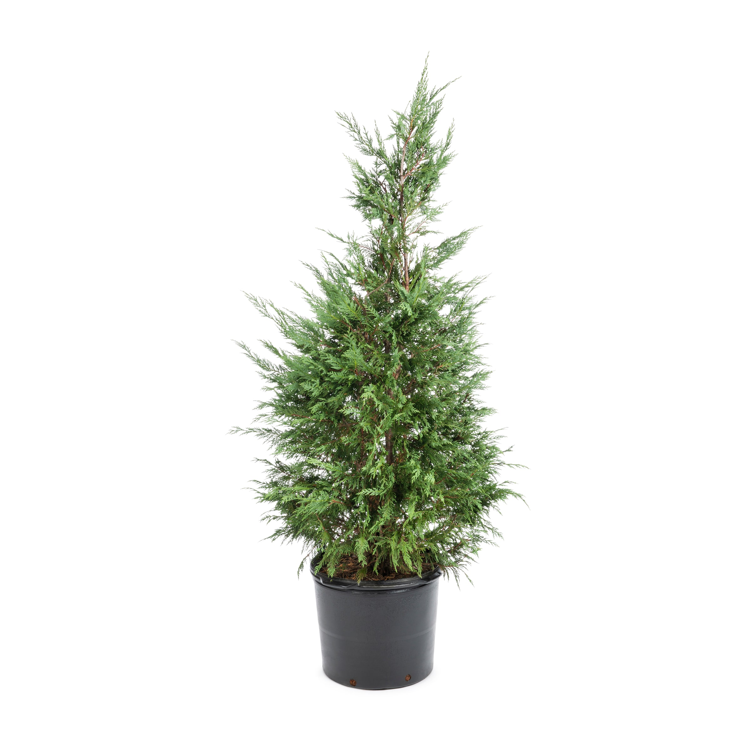 Lowe's 55247 Green Giant Arborvitae Screening Shrub in 6.08 -Gallon Pot 1 -Pack