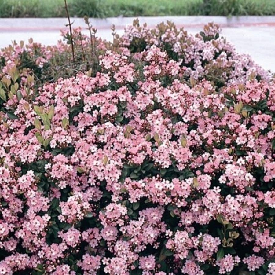 Altman Plants Pink Indian Hawthorn Foundation/Hedge Shrub in 2.25 ...