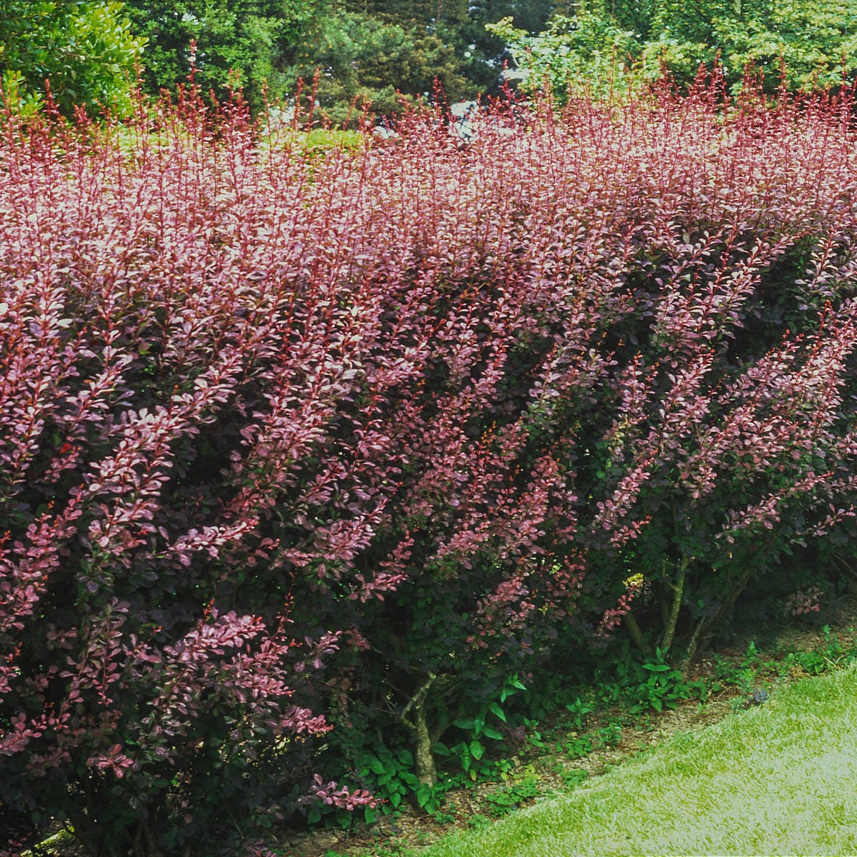 Spring Hill Nurseries Rosey Glow Barberry Foundation/Hedge Shrub in 1 ...