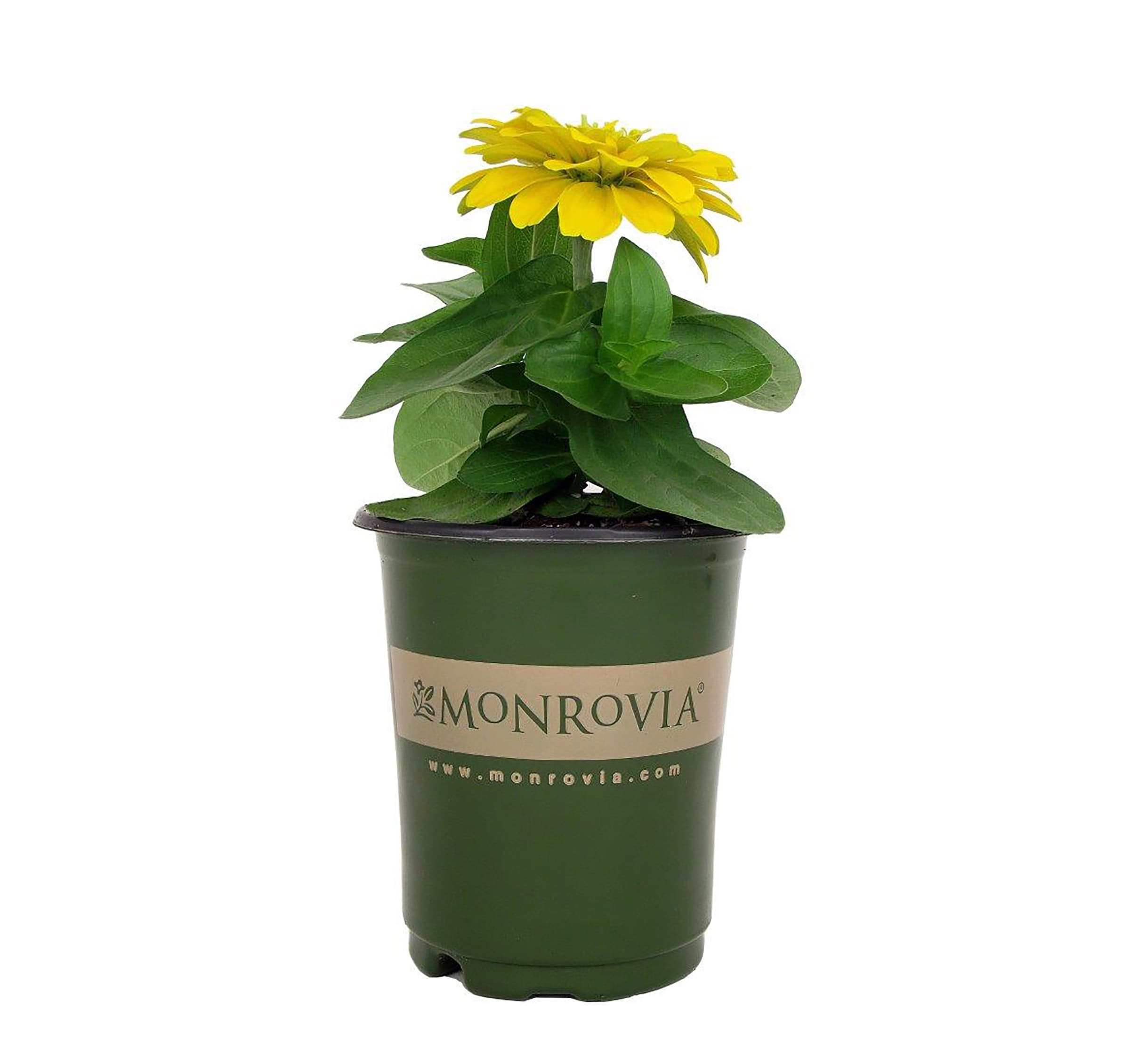 Lowe's NURSERY Multicolor Zinnia in 1 Pint Pot