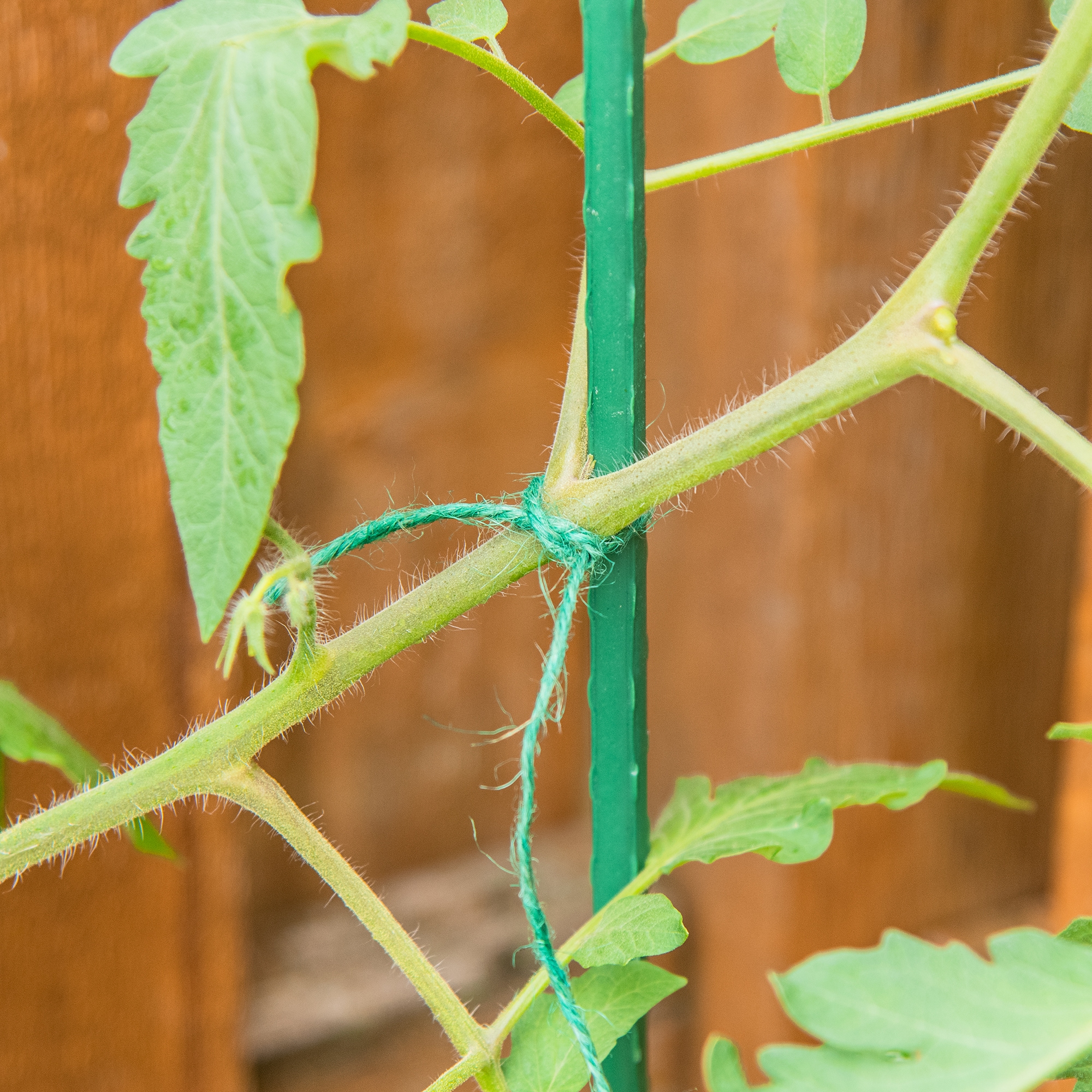 Gardener's Blue Ribbon 200-ft Green Jute Twine in the String