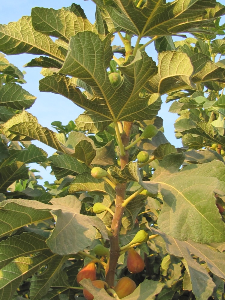 Gurney's Seed and Nursery 88796 Fruit-Plants - View #2