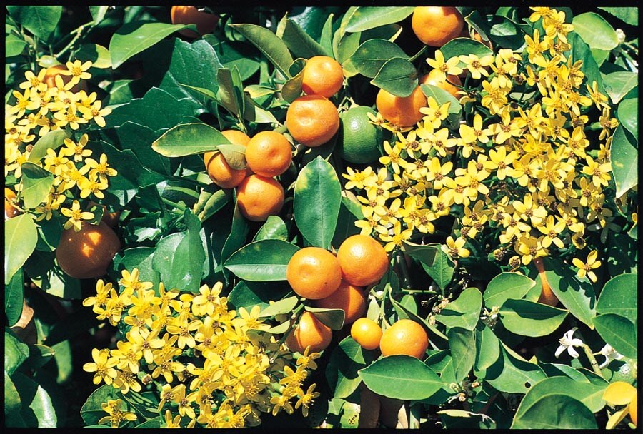 Lowes Orange Plant Citrus Reticulata Calamondin Highly Productive