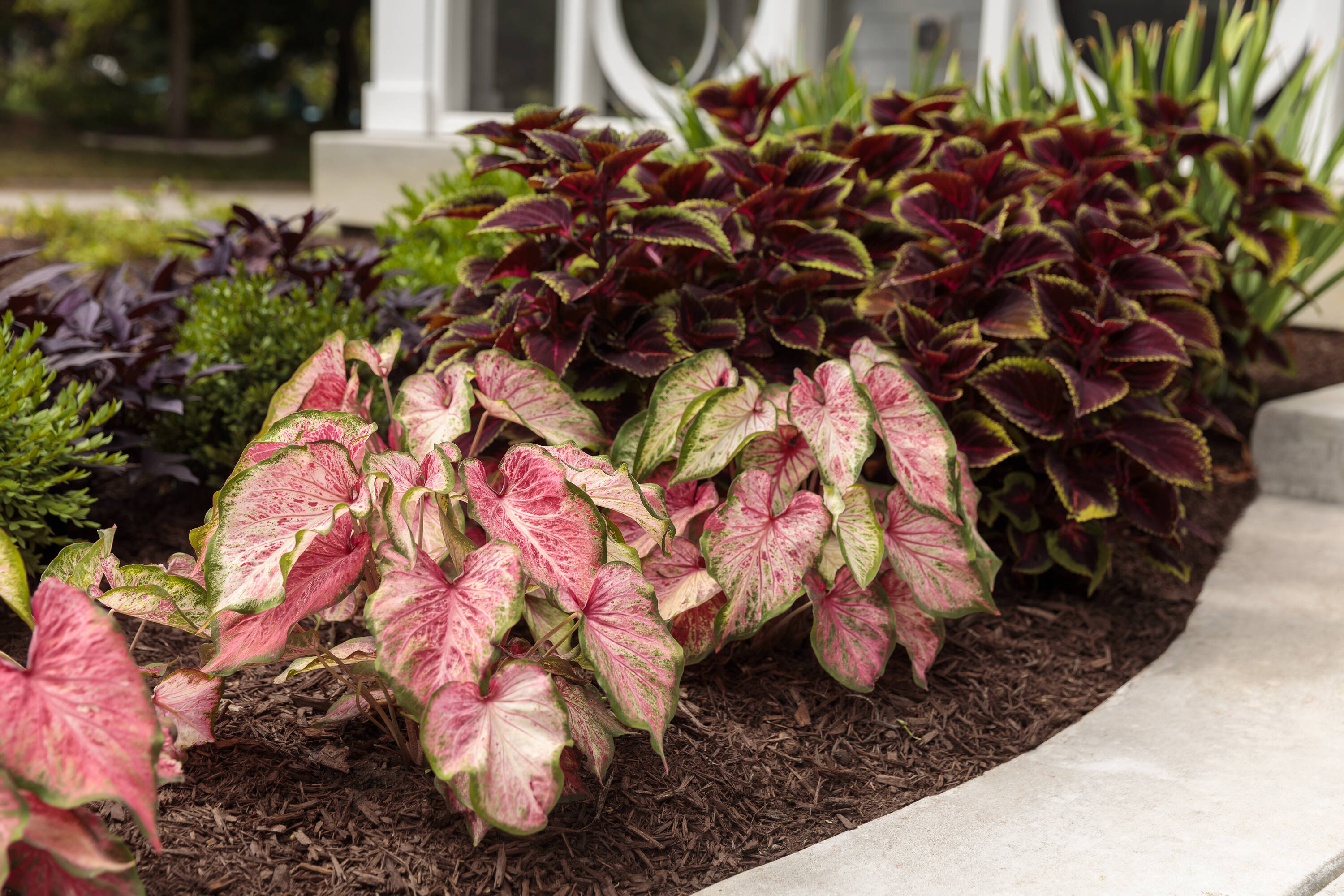 Monrovia 79141 annuals - View #4