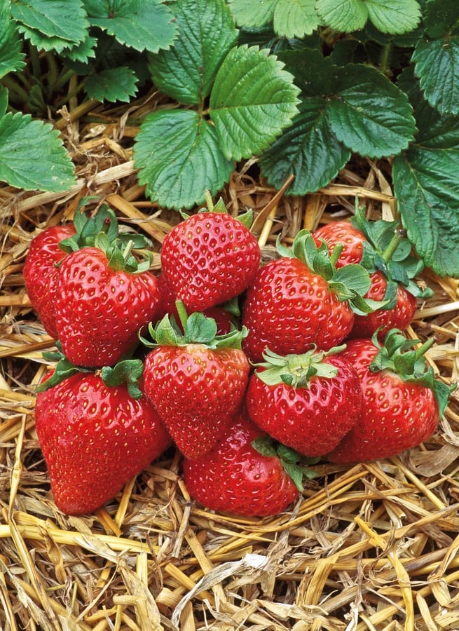 Lowe's NURSERY Strawberry Plant