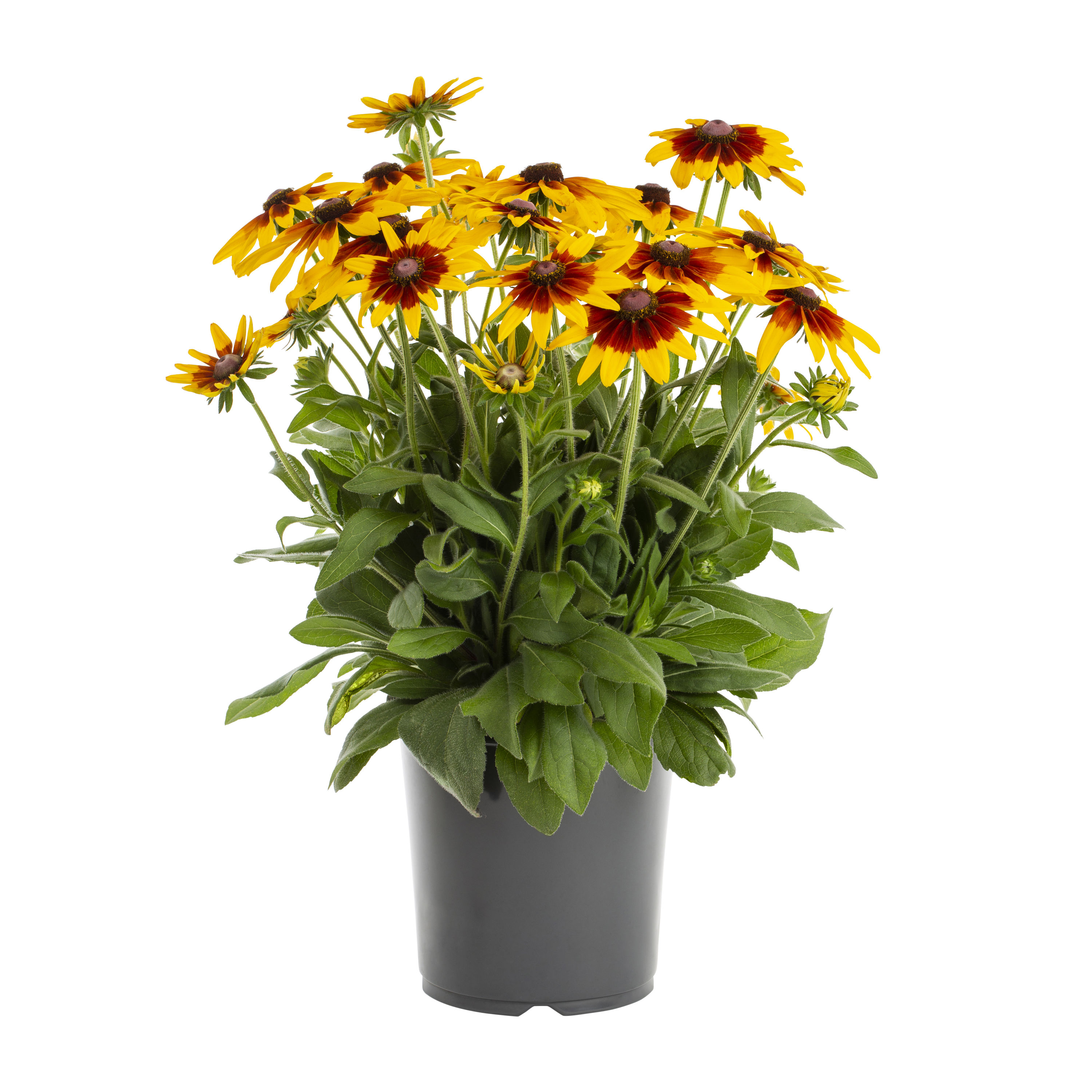 Metrolina Greenhouses 4162 Yellow Sunbeckia Plant in 1 -Gallon Pot 1.0 -Pack