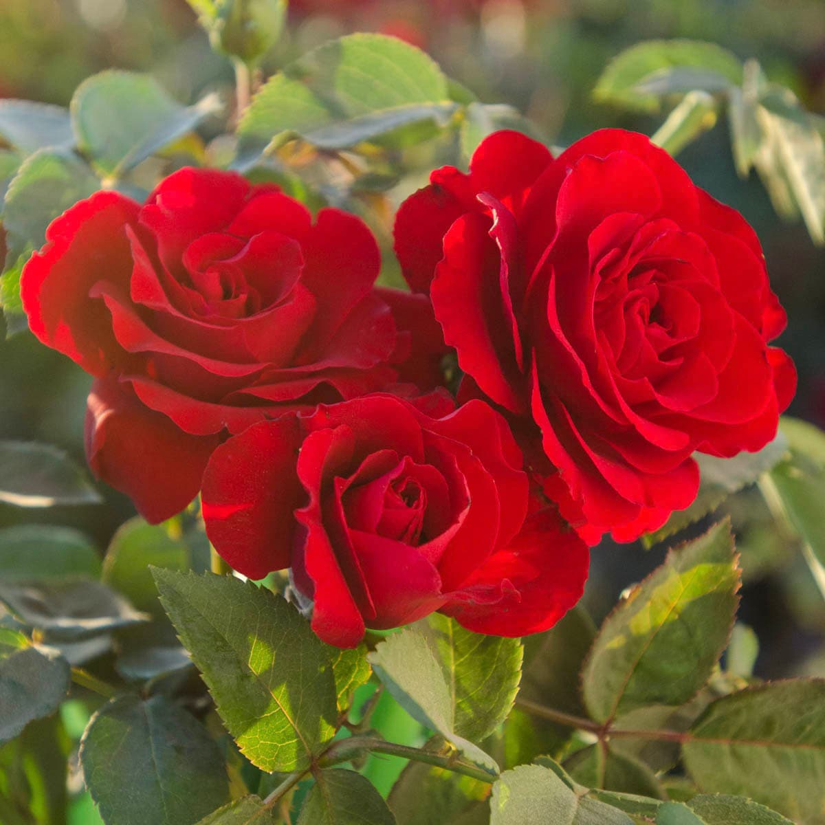 Spring Hill Nurseries 92368 roses - View #3