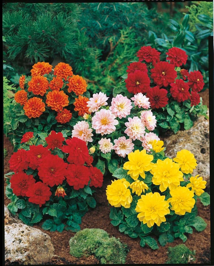 Lowe's NURSERY Multicolor Dahlia in 3-Quart Pot