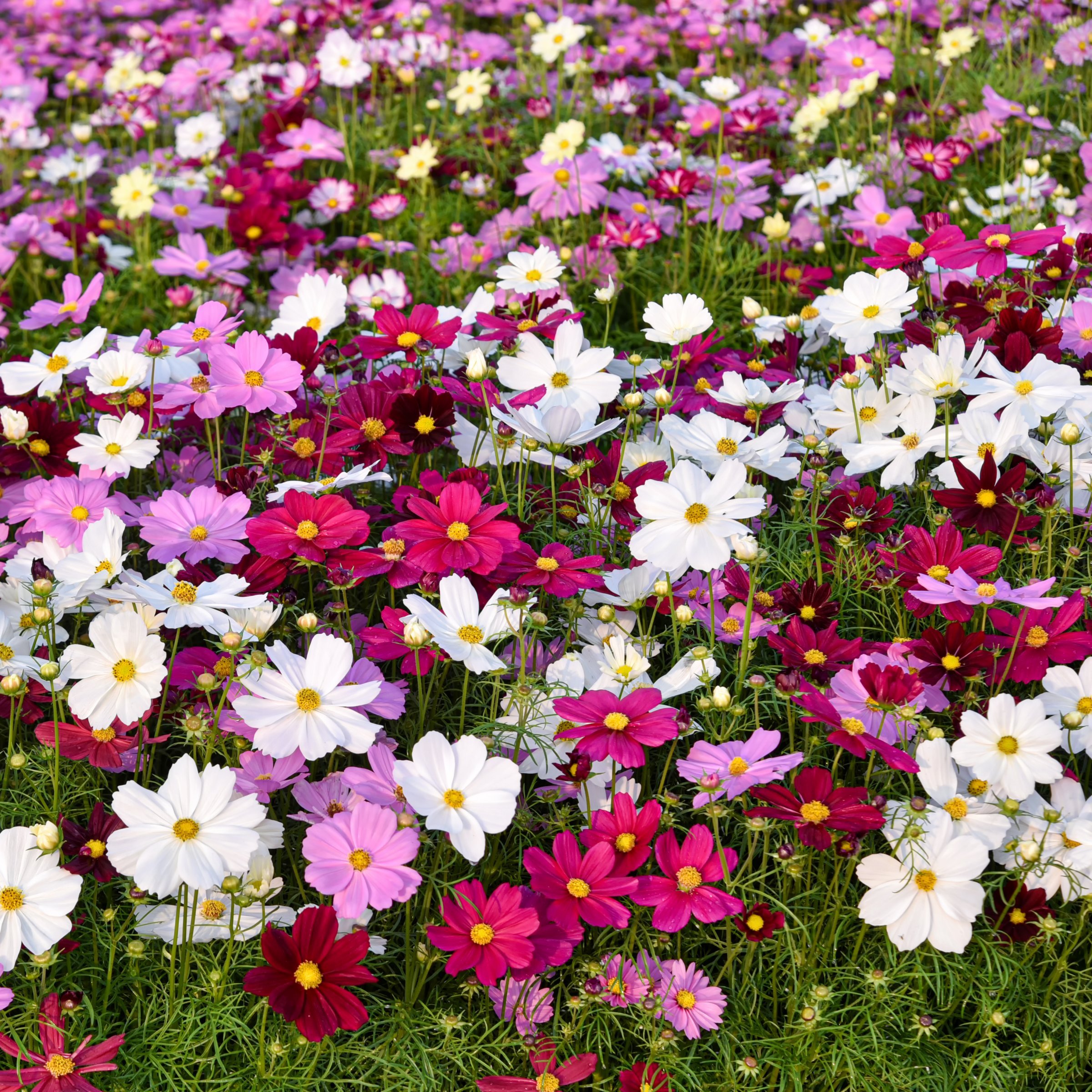 National Plant Network LW2580 annuals - View #6