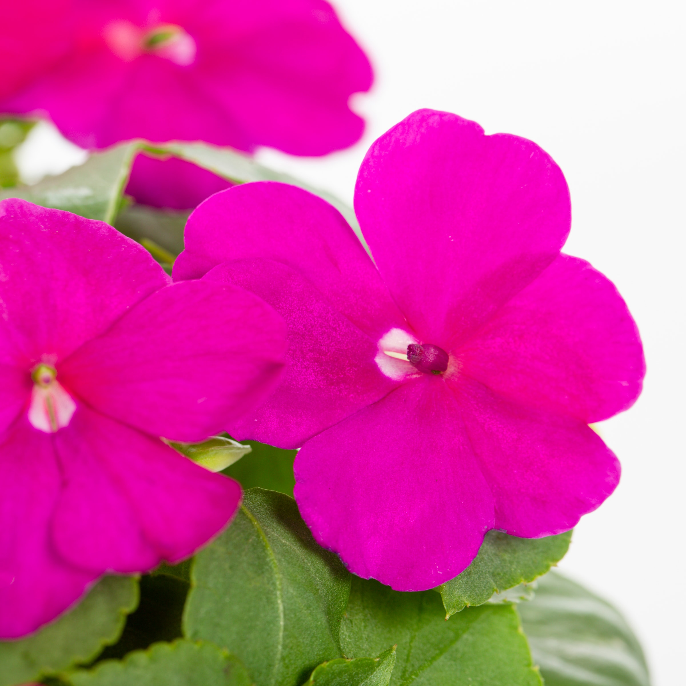 Lowe's NURSERY annuals - View #2