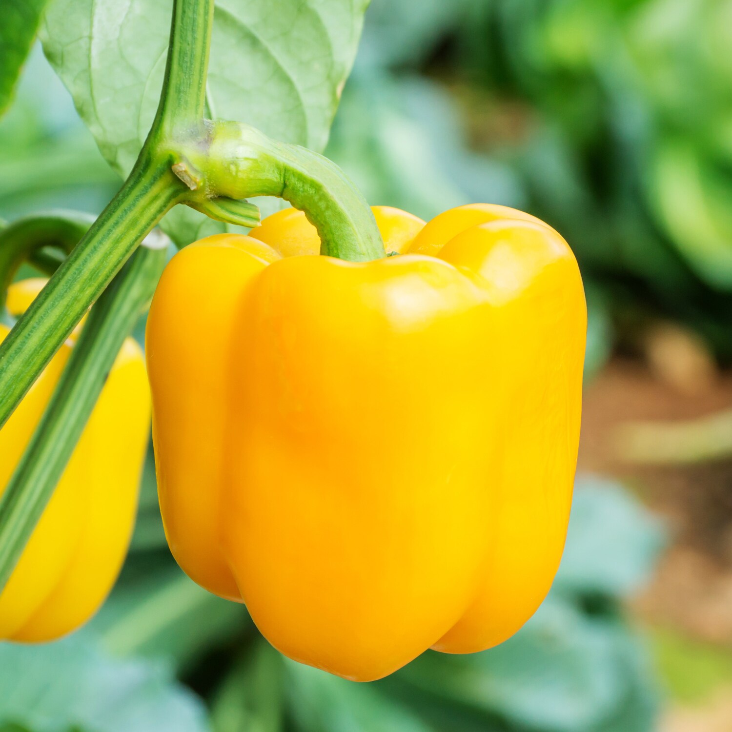 Bonnie Plants 202037 Vegetable-Plants - View #3