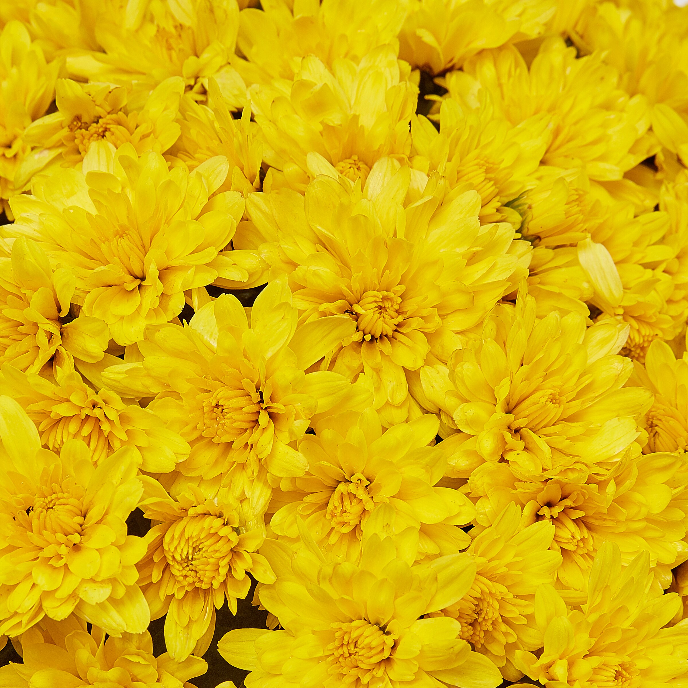 Lowe's NURSERY annuals - View #2