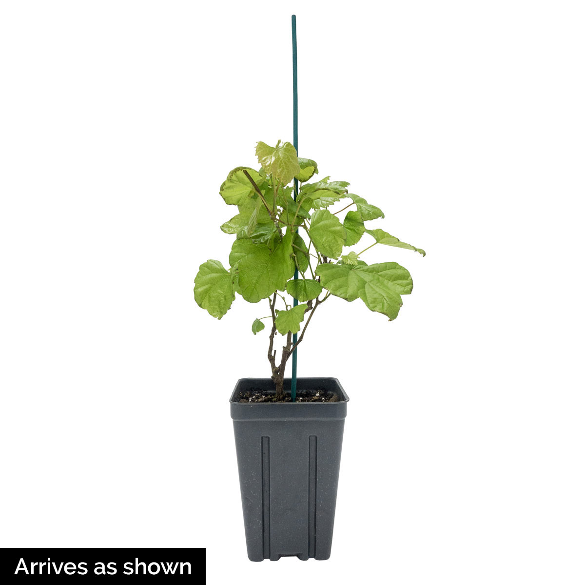 Gurney's Seed and Nursery 65615 Fruit-Plants - View #5