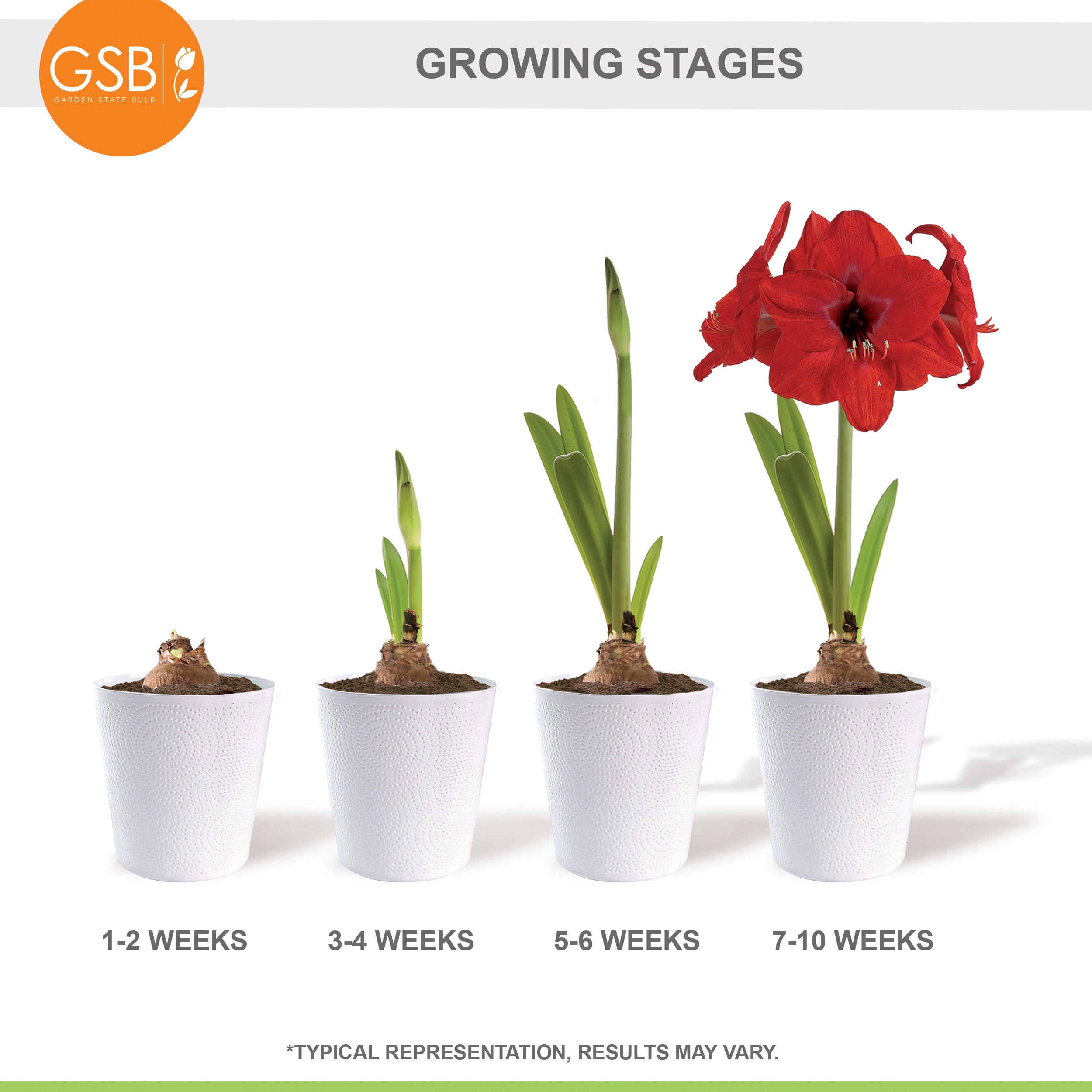 Garden State Bulb ECH-01-02-01 Plant-Bulbs - View #9