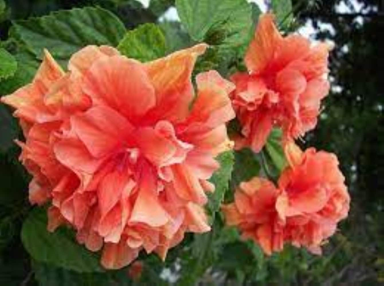 Hibiscus Braid Orange Orange Plants, Bulbs & Seeds at Lowes.com