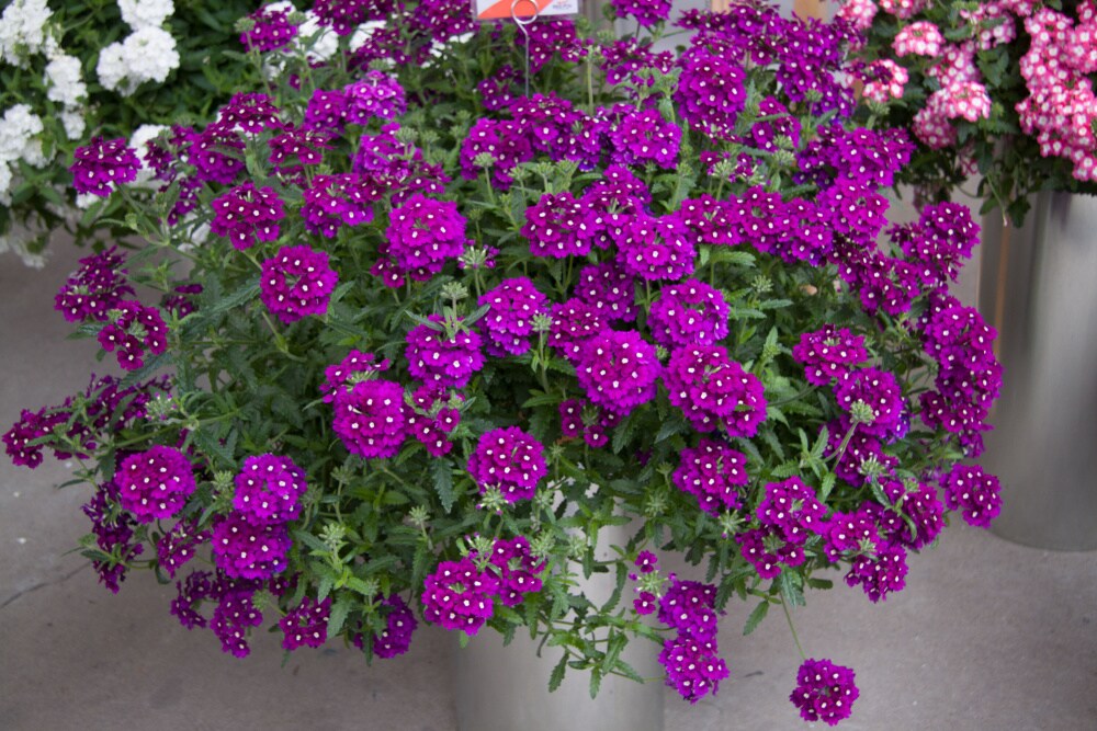 Verbena Purple Homestead for Sale