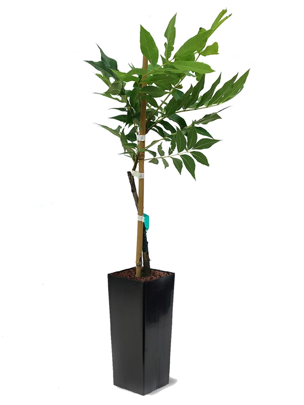 Southern Planters PECSUMBP 2.77 -Quart Shade Sumner Pecan Tree In pot (with soil)