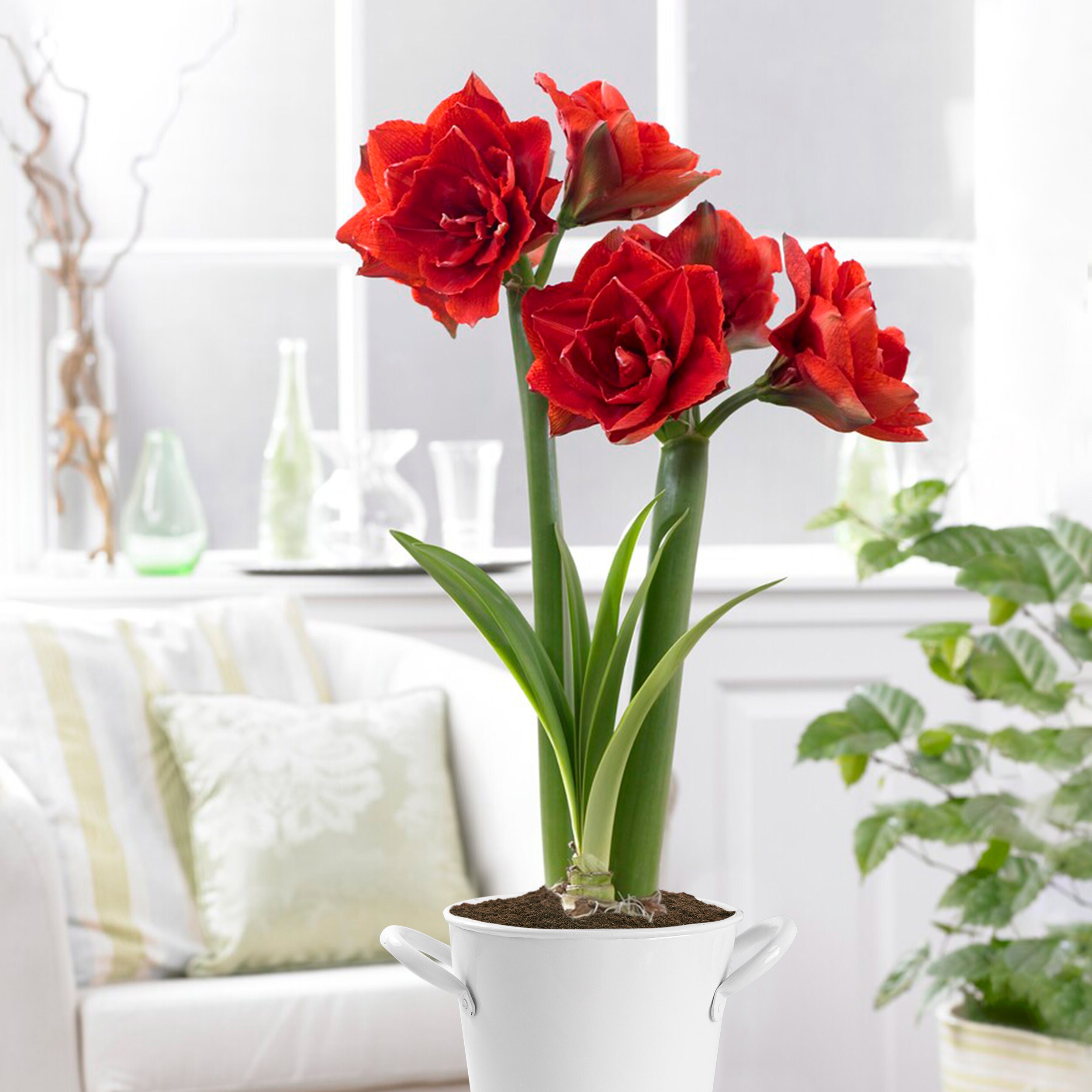 Garden State Bulb ECH-05-01-01 Plant-Bulbs - View #11