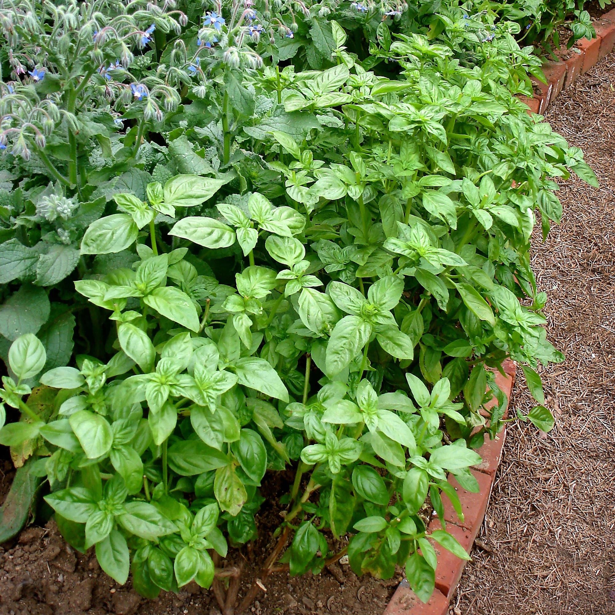 Bonnie Plants 202025 Herb-Plants - View #10