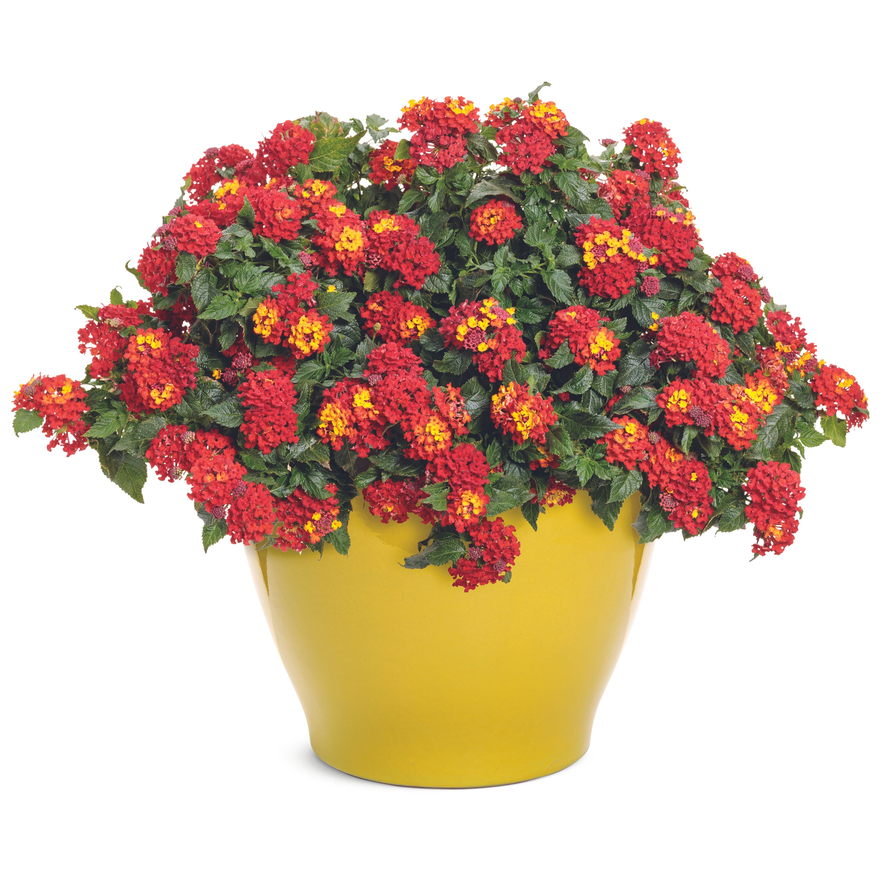 Proven Winners LANPRW2997504 annuals - View #6