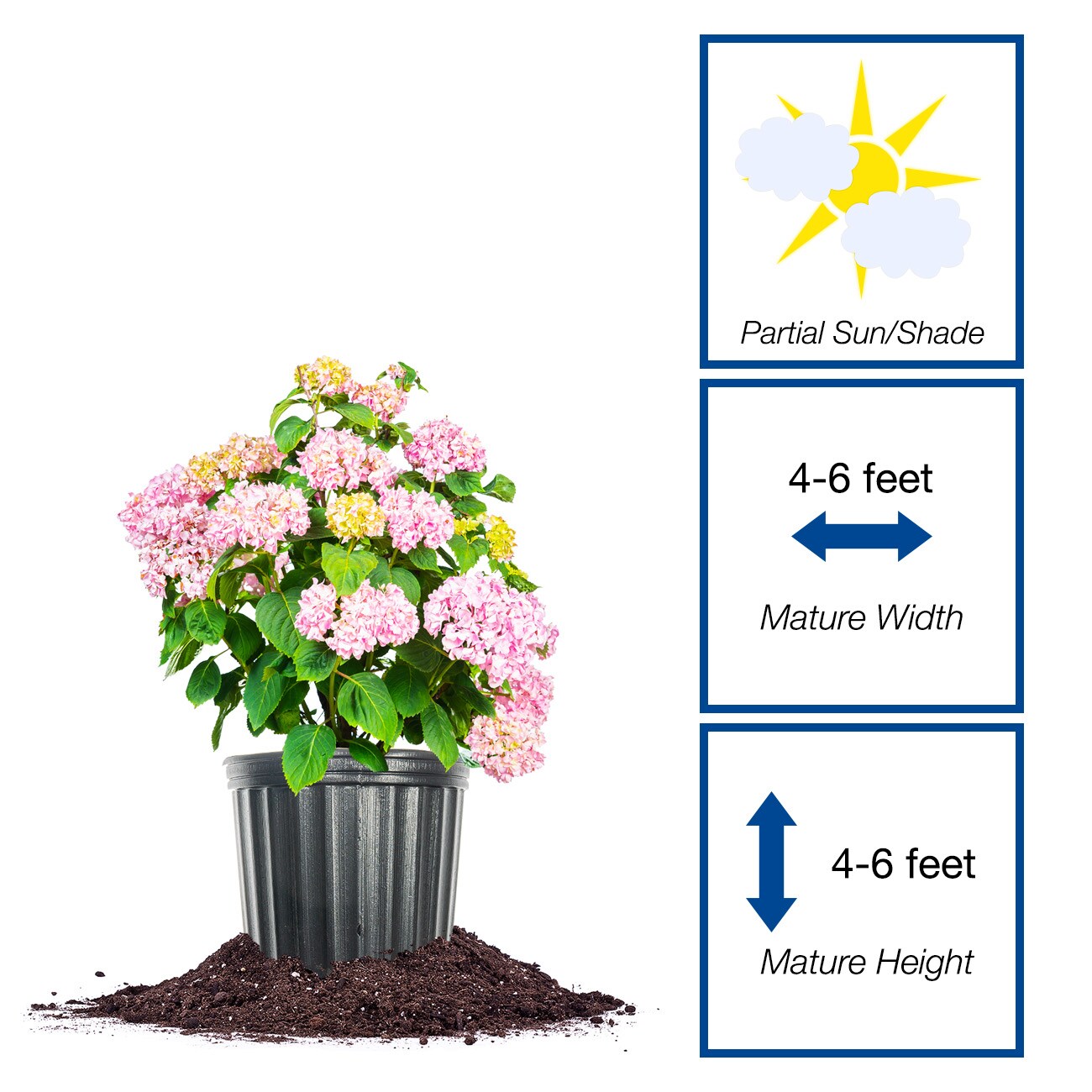 Perfect Plants LOPENNYMCHYDRANGEA1G shrubs - View #2