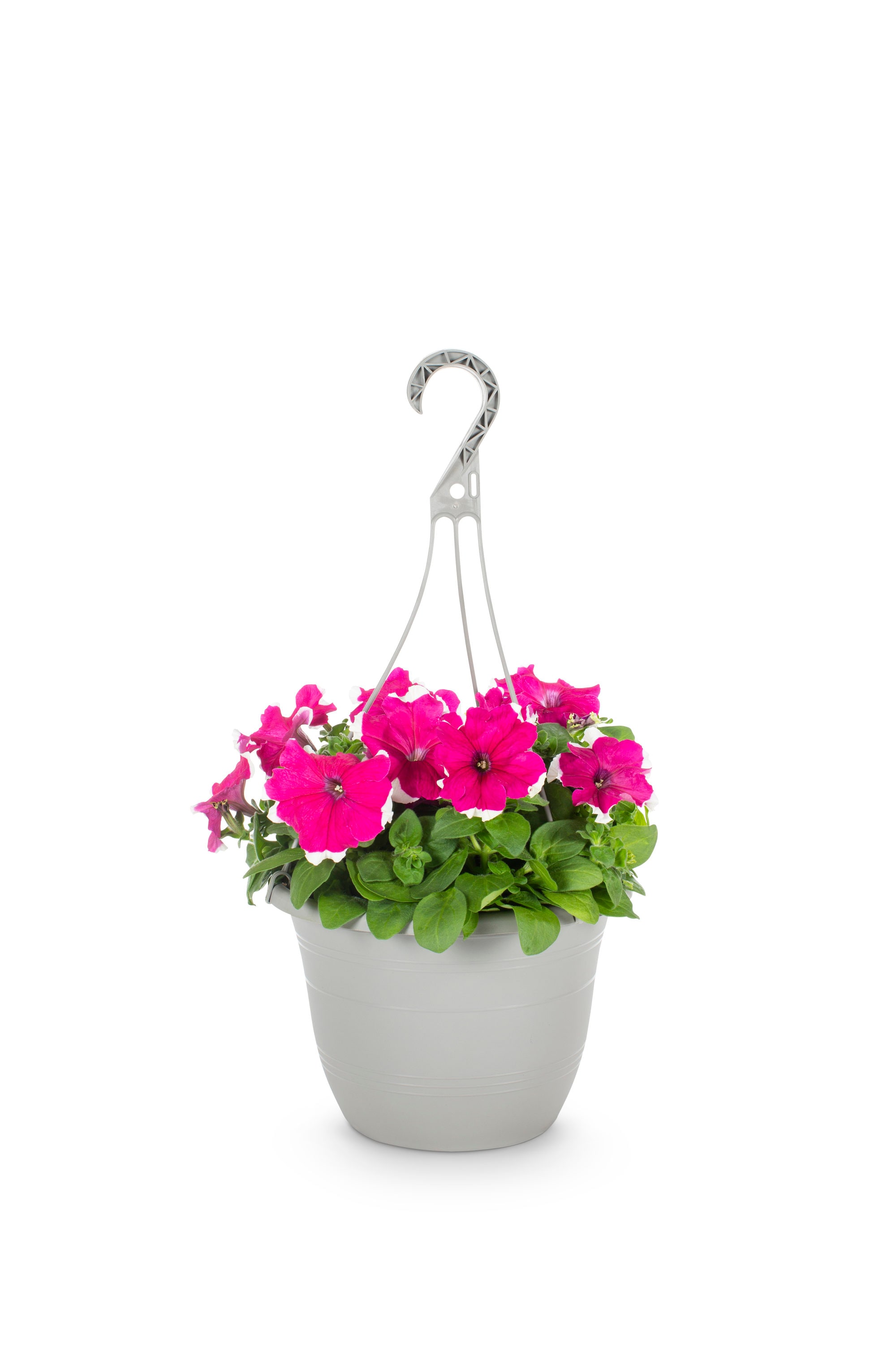 Image of Petunias hanging basket