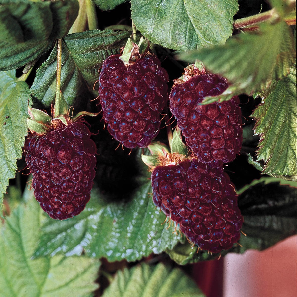 Direct Gardening 96194 2 -Pack Boysenberry Plant in Bareroot Spring