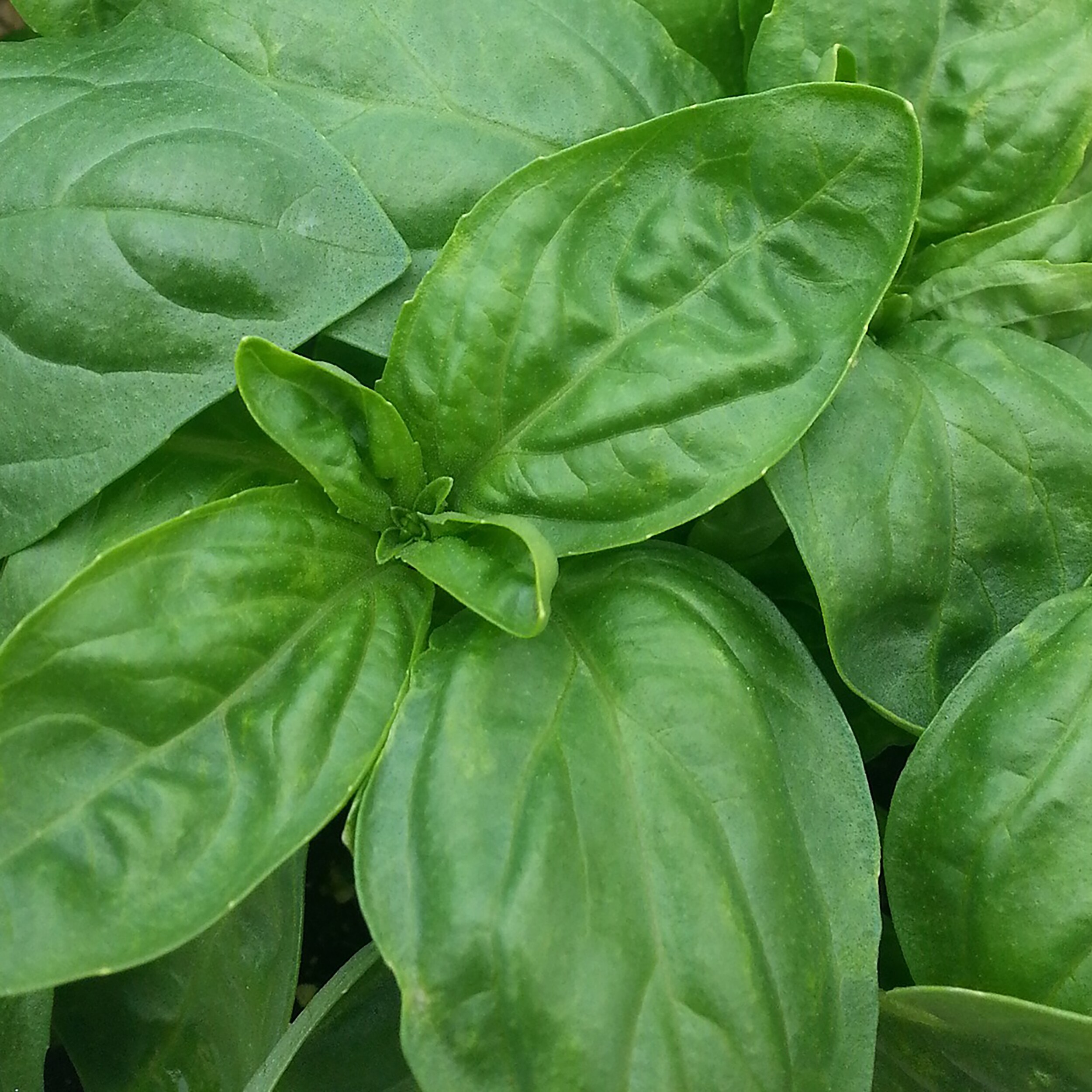 Proven Winners Amazel Basil Sweet Italian Basil Herb Plant Full