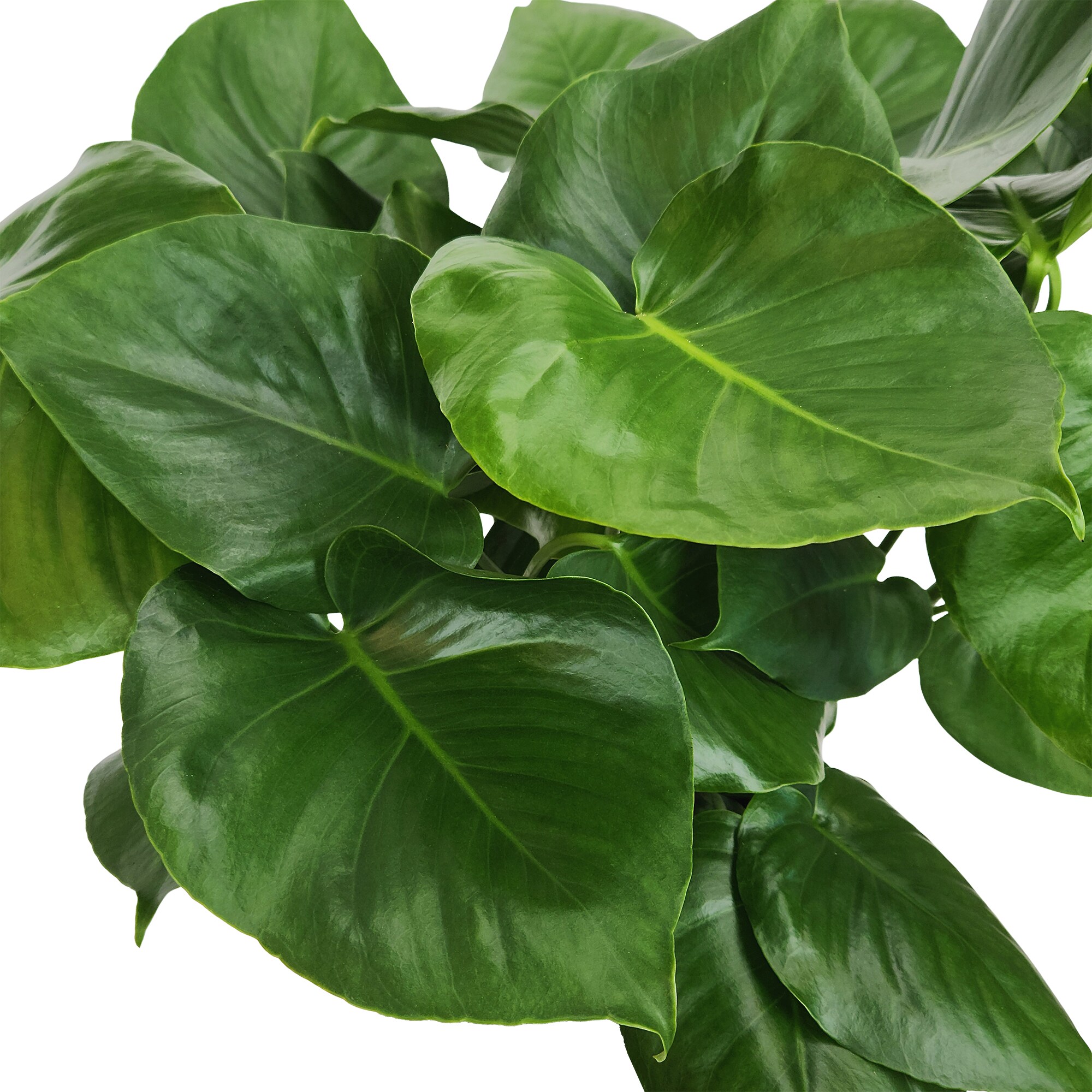 Altman Plants 0873572 hseplants - View #8