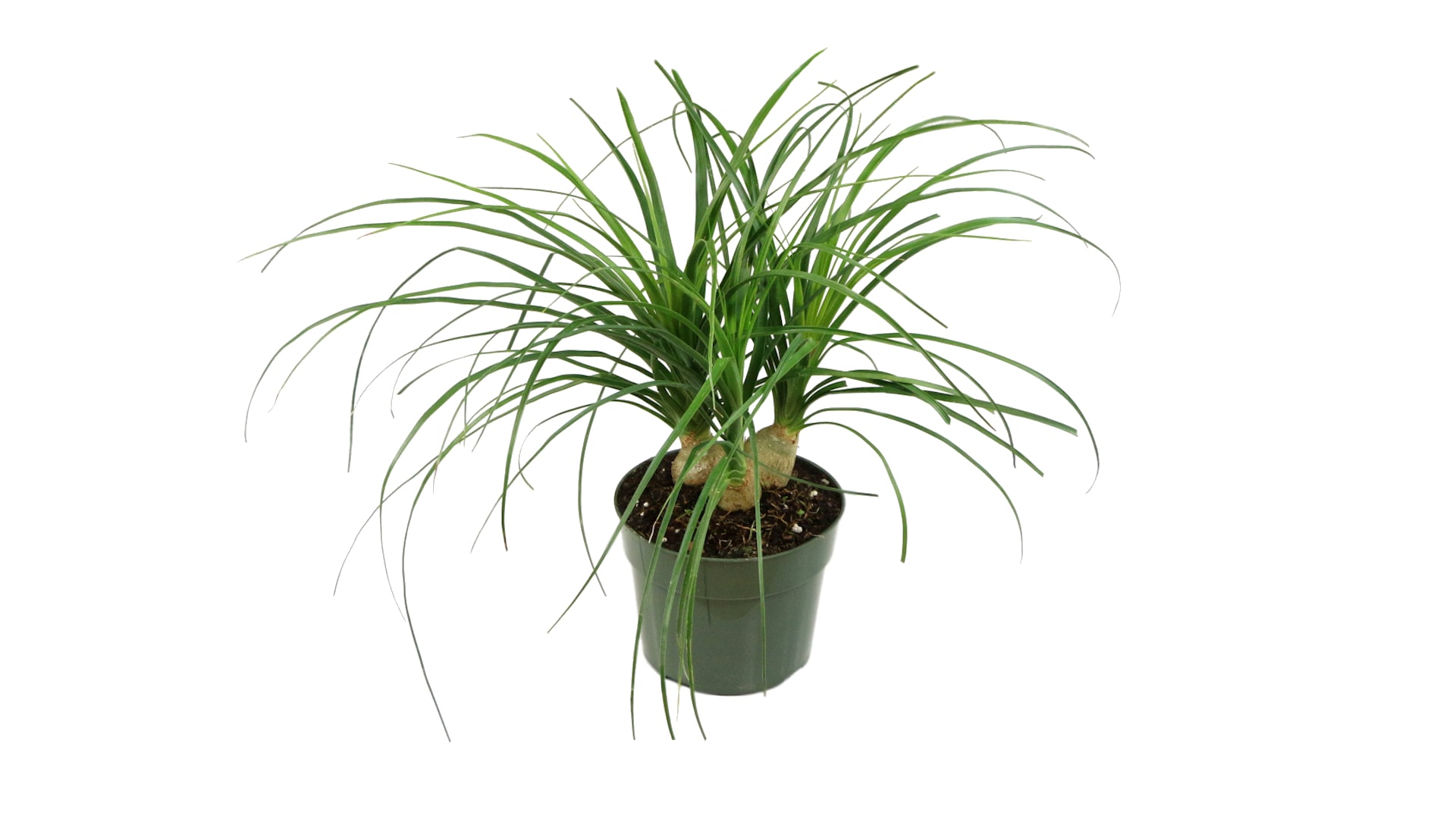 National Plant Network LW0066 Ponytail palm House plant in 6 Inch(es) Pot 1.0 -Pack