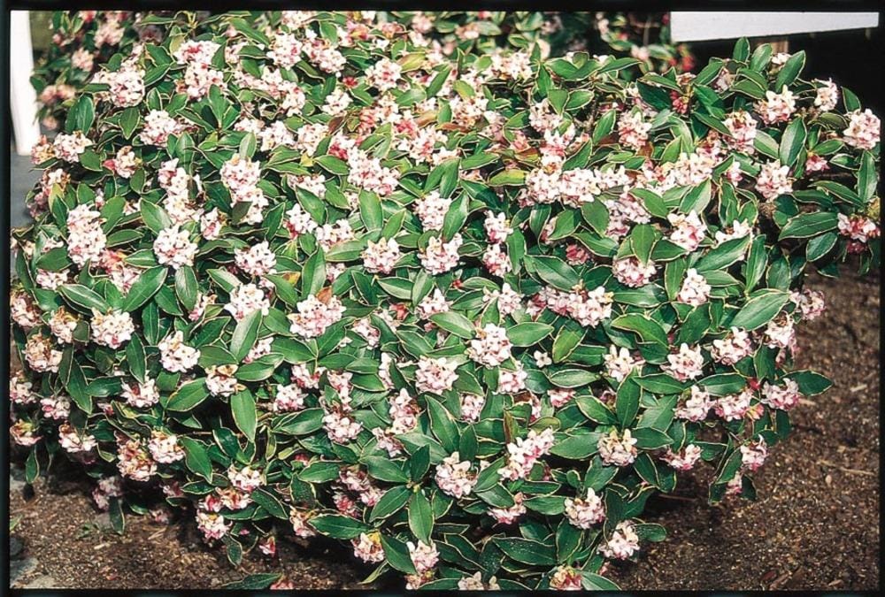  NURSERY Purple Winter Daphne Flowering Shrub in 2.25-Gallon (s) Pot