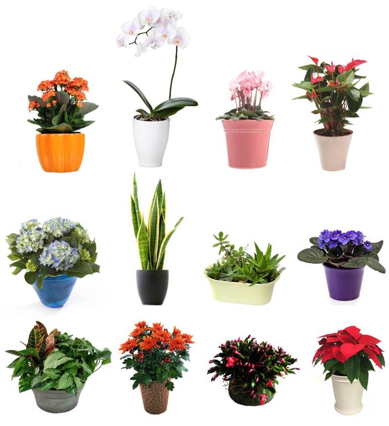  08912 12 Month Plant Subscription
