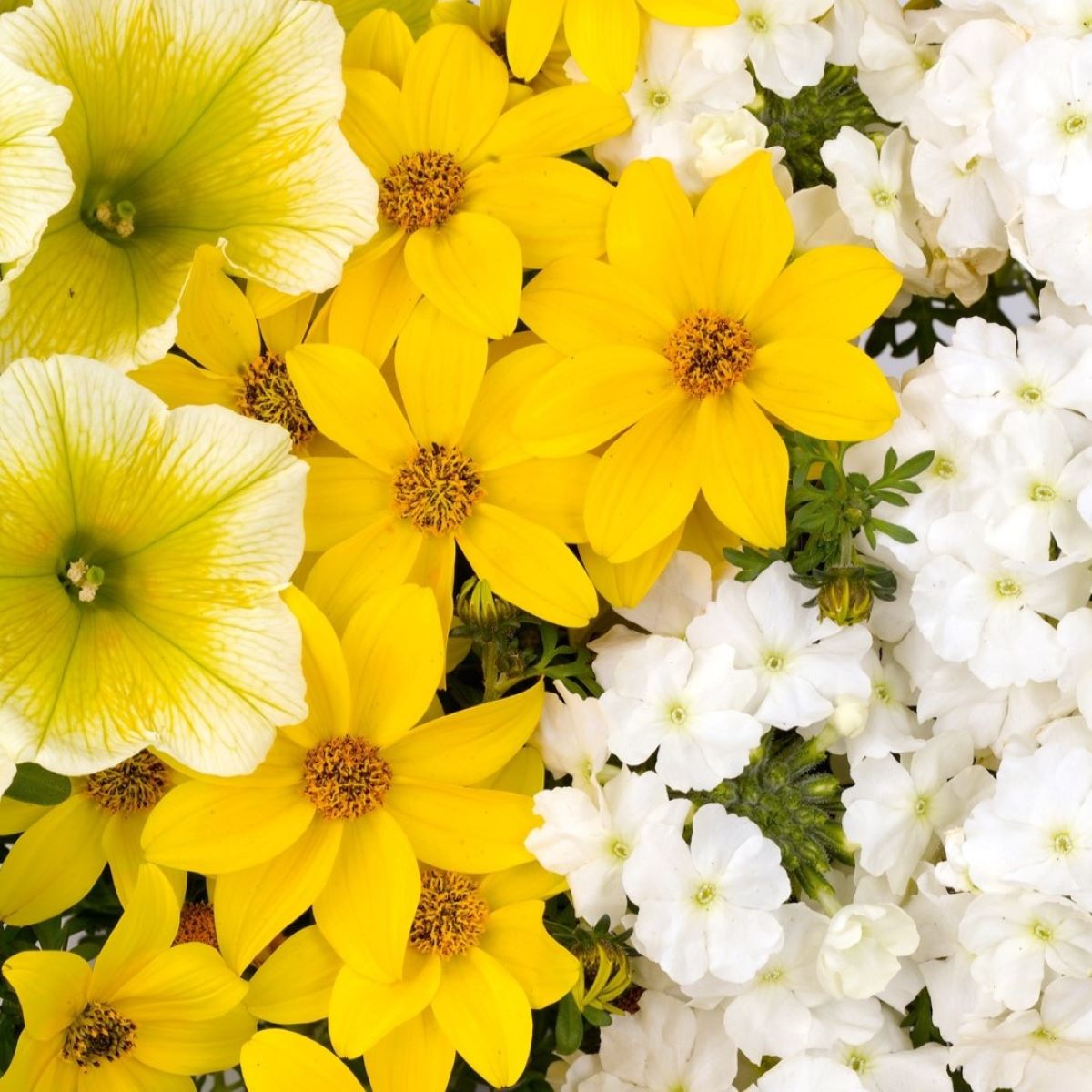 Lowe's 3540258 annuals - View #3