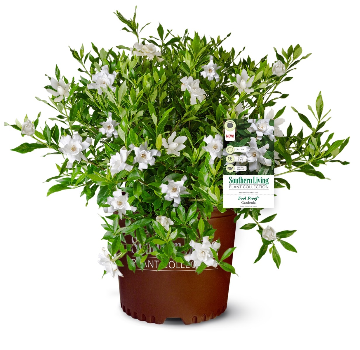 Southern Living Plant Collection 21392-1 Fool Proof Gardenia Flowering Shrub in 2 -Gallon Pot 1 -Pack with White Blooms