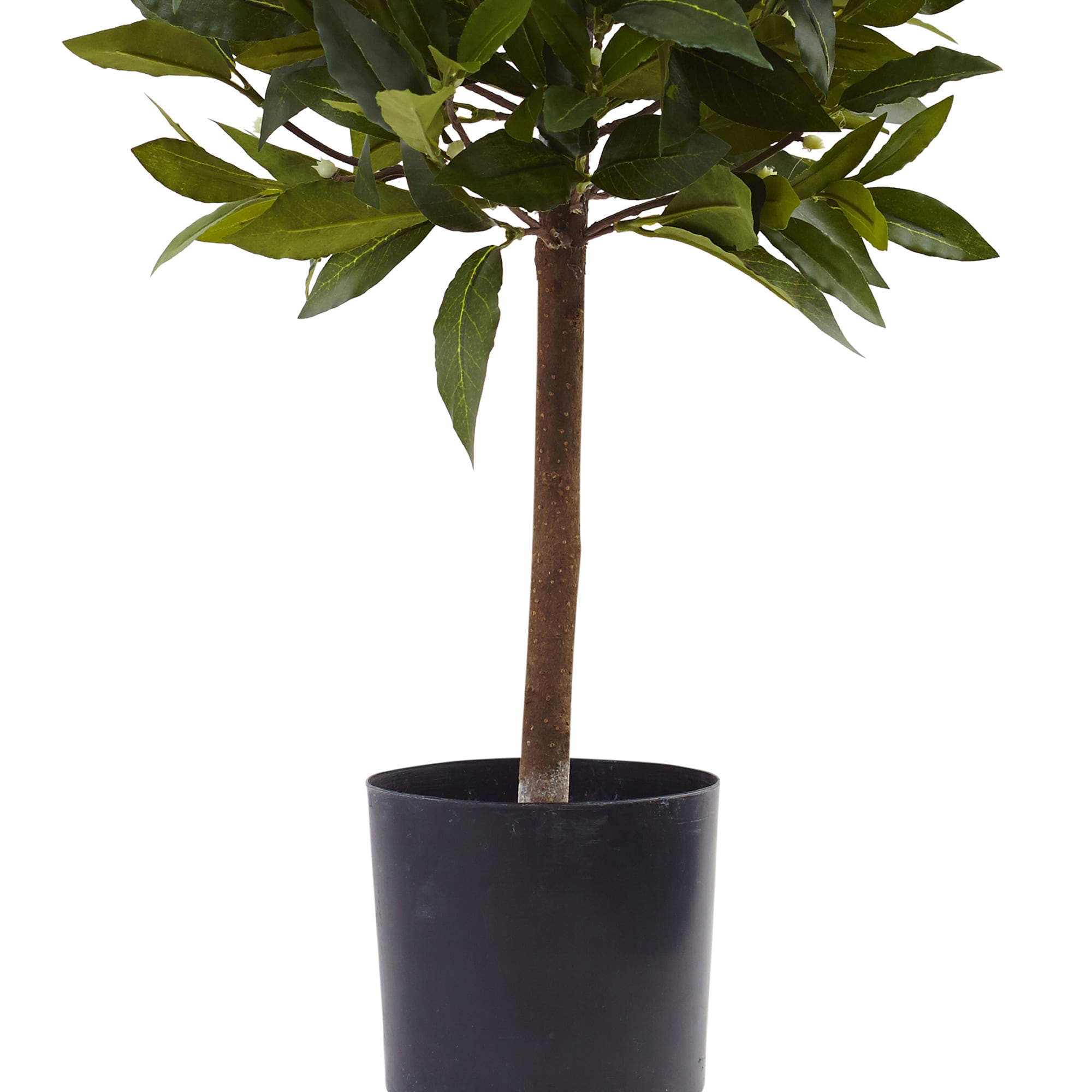 2ft Green Silk Picea Topiary in Black Pot