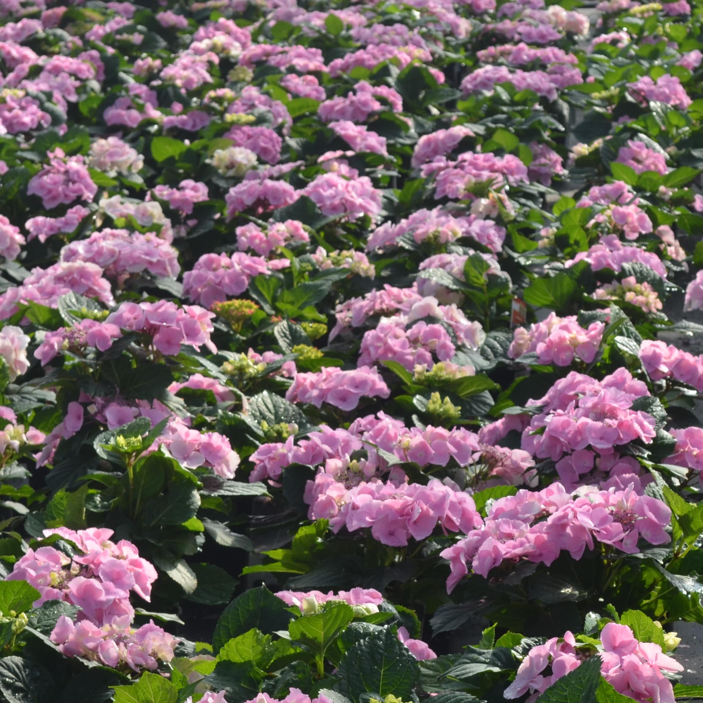 Altman Plants 0872497 shrubs - View #3