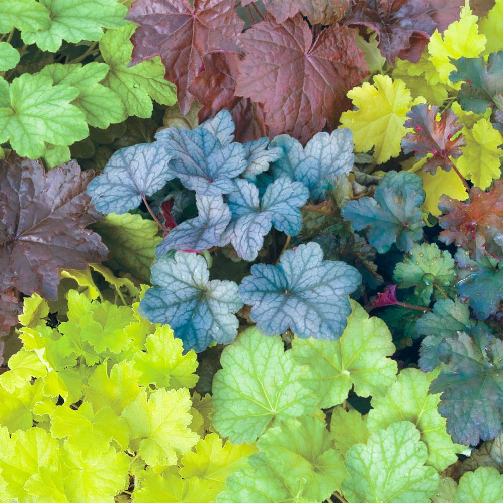 Spring Hill Nurseries 66097 perennials - View #2